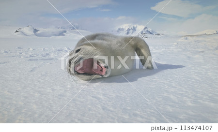 Close-Up Weddell Seal Baby On Antarctica Snow Land. Polar Landscape. Cute Puppy Lying On The Frozen Ground And Yawning. Habits Of Wild Animals. Antarctic Continent. Funny. 113474107