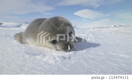 Baby Weddell seal close-up. Antarctica winter landscape. Snow plays. Behavior of wild marine animals in virgin untouched nature. Towards the camera. Slow motion. 113474111