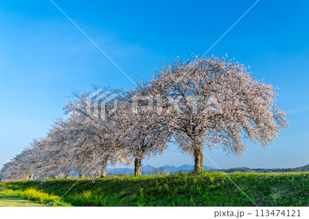 青空に佇む満開の桜並木と雪山LS（栃木市思川） 113474121