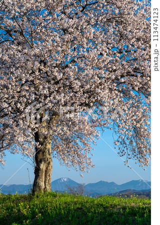 青空に佇む満開の桜と雪山(栃木市思川) 青空に佇む満開の桜と雪山(栃木市思川) 113474123