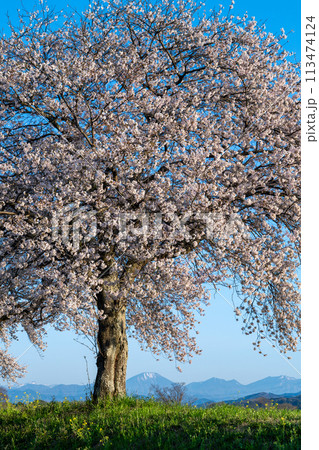 青空に佇む満開の桜と雪山FF（栃木市思川） 113474124