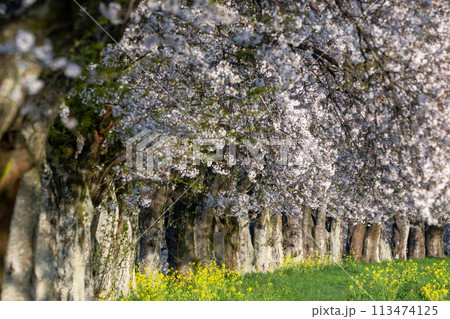 栃木市思川の桜並木（栃木市思川） 113474125