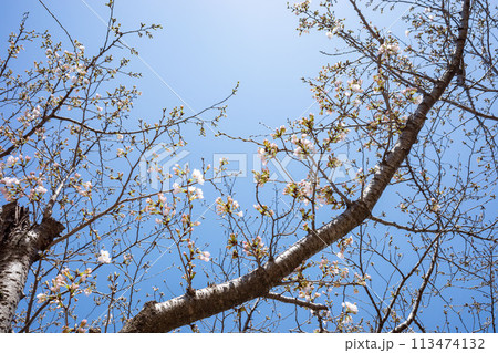 青空の下で咲き始めたソメイヨシノ 113474132