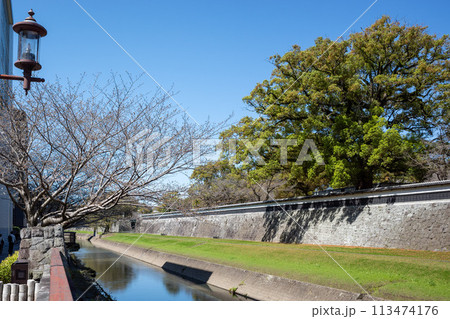 熊本城長塀通り咲き始めの桜ソメイヨシノ 113474176