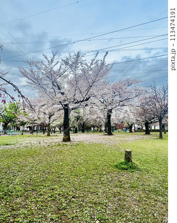 爽やかな春の青空と満開の桜 爽やかな春の青空と満開の桜 113474191