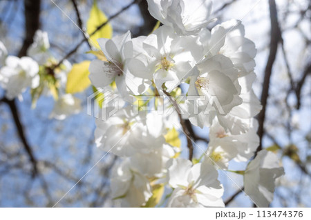 青空と満開の千原桜 113474376