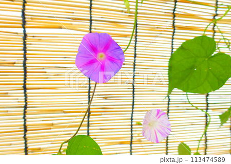 アサガオ　朝顔　あさがお 113474589