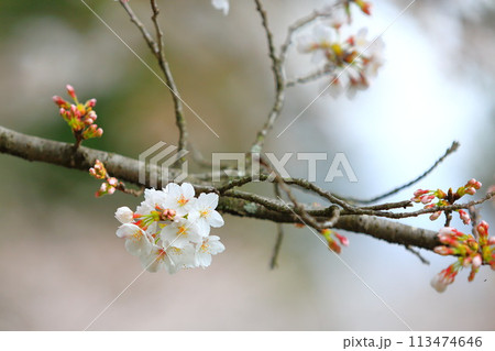 桜 桜 113474646