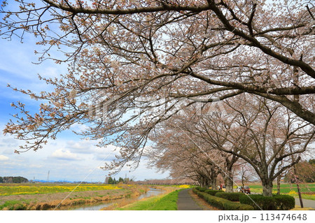 桜 桜 113474648