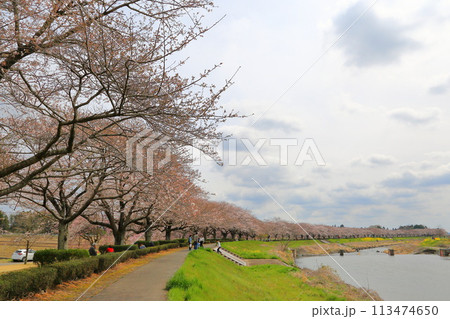 桜 桜 113474650