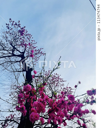 春の青空に映える桃色の花 春の青空に映える桃色の花 113474744