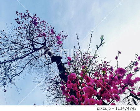 春の青空に映える桃色の花 春の青空に映える桃色の花 113474745