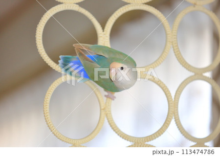 コザクラインコ 113474786