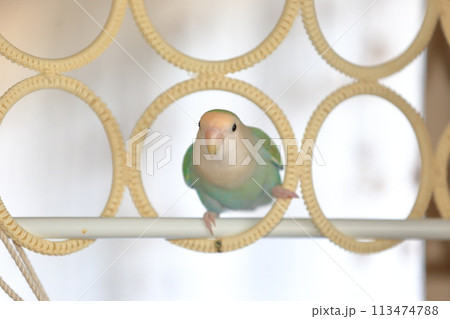 コザクラインコ 113474788