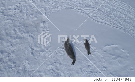 Weddell Seal Family Rest Aerial Top Down View. Arctic Crabeater Colony Lie on Winter Snow Covered Ocean Surface in Antarctica Frozen Peninsula Drone Flight Above Weddell Seal Family Rest Aerial Top Down View. Arctic Crabeater Colony Lie on Winter Snow Covered Ocean Surface in Antarctica Frozen Peninsula Drone Flight Above 113474943