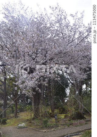春の花：サクラ1(大島桜） 113475000