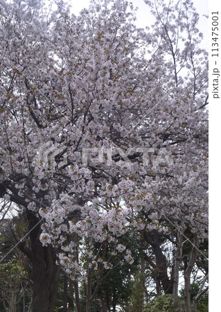 春の花：サクラ2(大島桜） 113475001
