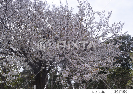 春の花：サクラ3(大島桜） 113475002