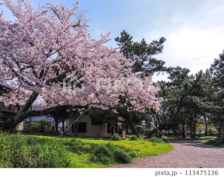 兵庫県 加古川市 鶴林寺 鶴林寺公園 桜 兵庫県 加古川市 鶴林寺 鶴林寺公園 桜 113475136