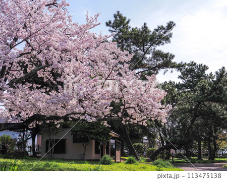 兵庫県 加古川市 鶴林寺 鶴林寺公園 桜 兵庫県 加古川市 鶴林寺 鶴林寺公園 桜 113475138