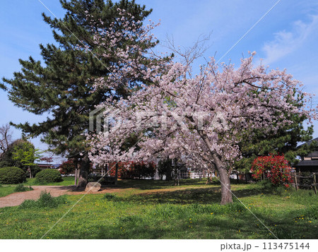兵庫県 加古川市 鶴林寺 鶴林寺公園 桜 兵庫県 加古川市 鶴林寺 鶴林寺公園 桜 113475144