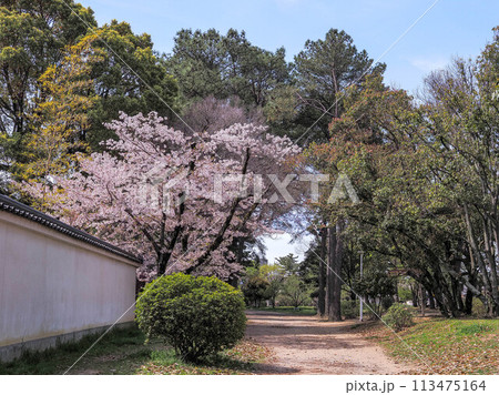 兵庫県 加古川市 鶴林寺 鶴林寺公園 桜 113475164