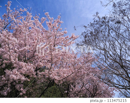 兵庫県 加古川市 鶴林寺 鶴林寺公園 桜 兵庫県 加古川市 鶴林寺 鶴林寺公園 桜 113475215
