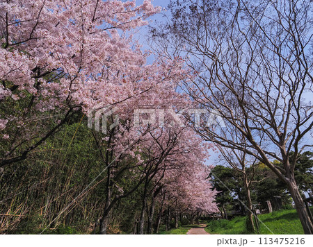 兵庫県 加古川市 鶴林寺 鶴林寺公園 桜 兵庫県 加古川市 鶴林寺 鶴林寺公園 桜 113475216