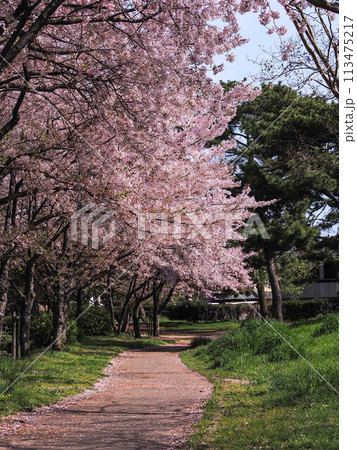 兵庫県 加古川市 鶴林寺 鶴林寺公園 桜 兵庫県 加古川市 鶴林寺 鶴林寺公園 桜 113475217
