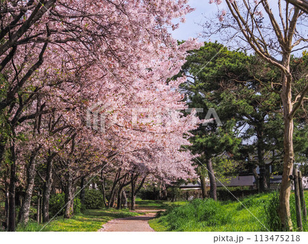 兵庫県 加古川市 鶴林寺 鶴林寺公園 桜 兵庫県 加古川市 鶴林寺 鶴林寺公園 桜 113475218