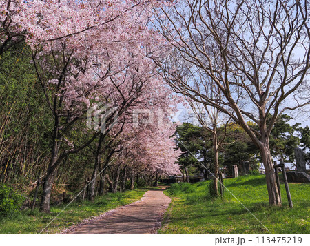 兵庫県 加古川市 鶴林寺 鶴林寺公園 桜 兵庫県 加古川市 鶴林寺 鶴林寺公園 桜 113475219