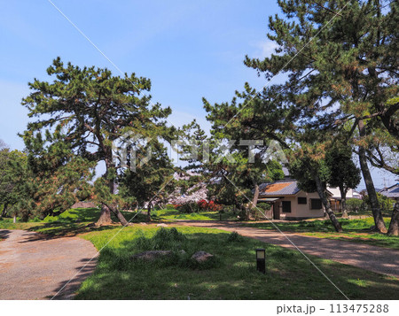 兵庫県 加古川市 鶴林寺 鶴林寺公園 桜 113475288