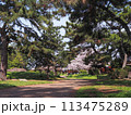 兵庫県 加古川市 鶴林寺 鶴林寺公園 桜 113475289