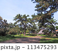 兵庫県 加古川市 鶴林寺 鶴林寺公園 桜 113475293