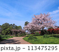 兵庫県 加古川市 鶴林寺 鶴林寺公園 桜 113475295