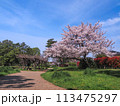 兵庫県 加古川市 鶴林寺 鶴林寺公園 桜 113475297