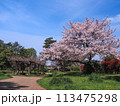 兵庫県 加古川市 鶴林寺 鶴林寺公園 桜 113475298