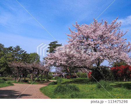 兵庫県 加古川市 鶴林寺 鶴林寺公園 桜 113475298