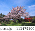 兵庫県 加古川市 鶴林寺 鶴林寺公園 桜 113475300