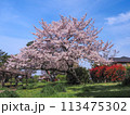 兵庫県 加古川市 鶴林寺 鶴林寺公園 桜 113475302