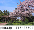 兵庫県 加古川市 鶴林寺 鶴林寺公園 桜 113475304