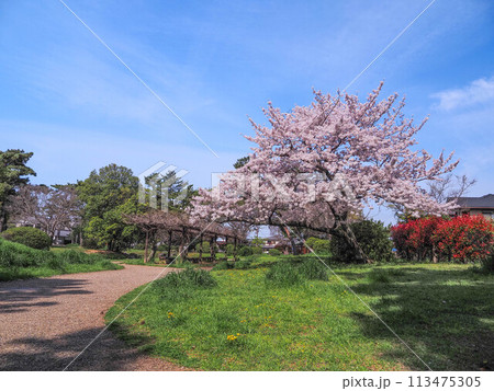 兵庫県 加古川市 鶴林寺 鶴林寺公園 桜 113475305
