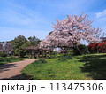 兵庫県 加古川市 鶴林寺 鶴林寺公園 桜 113475306