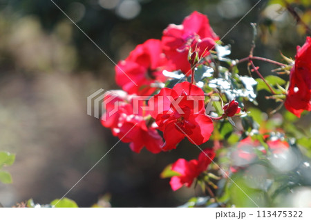 荒尾市　おもやい市民花壇　バラの花、 113475322