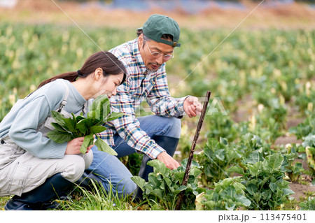 農作業をする若い女性とベテラン農夫 113475401
