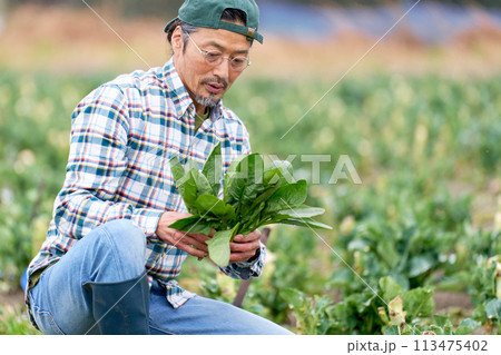 畑にて農作業に勤しむ年配の男性 113475402