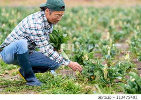 畑にて農作業に勤しむ年配の男性 113475403