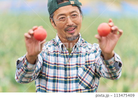 収穫したトマトを手にして笑顔を見せる中年男性 収穫したトマトを手にして笑顔を見せる中年男性 113475409