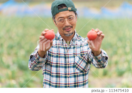 収穫したトマトを見つめる中年男性 113475410