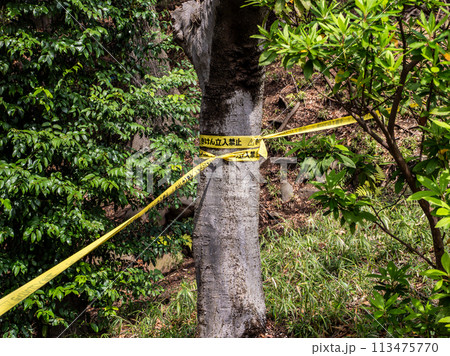 立入禁止区域を示す規制線のテープ【きけん立入禁止】 113475770